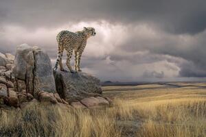 Photography Cheetah View, Marcel Egger