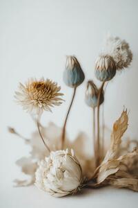 Photography Dry Flower Impression, Treechild