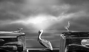 Photography COMTEMPLATING THE PELICAN, Larry Butterworth