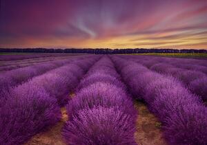 Photography Lavender field, Nikki Georgieva V, (40 x 26.7 cm)