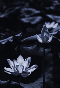 Photography Midsummer lotus, Sunao Isotani, (26.7 x 40 cm)