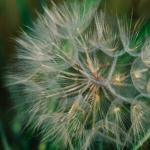 Photography Summer Dandelion, Bethany Young