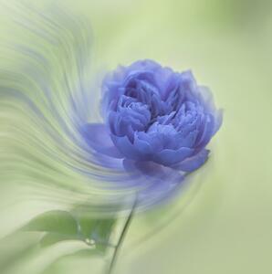 Photography Blue rose, Judy Tseng
