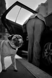 Photography Dog sees you, Christophe Debon