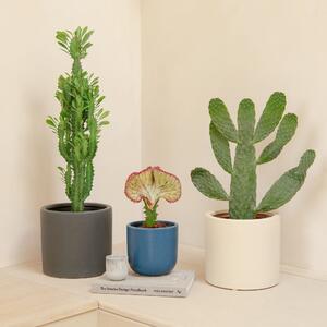 Cacti Trio Potted House Plant Bundle MultiColoured