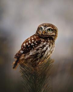 Photography Morning with owl, Michaela Firesova, (30 x 40 cm)