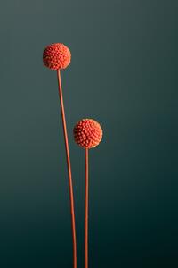 Photography Orange Seed Capsules, Studio Collection