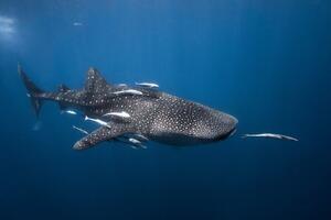 Photography Whale shark, Barathieu Gabriel