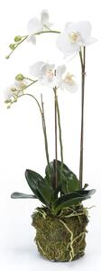 Emerald Artificial Phalaenopsis Orchid 70 cm White