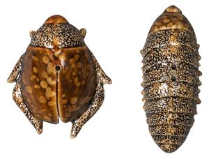 Byon Salt- & pepper shaker beetles brown