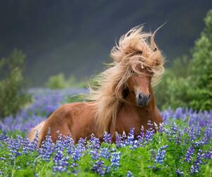 Photography Horse running by lupines, Arctic-Images