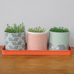 Scion Dexam Spike Hedgehog Set of 3 Sage Herb Pots