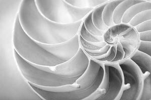 Photography nautilus close up, skodonnell, (40 x 26.7 cm)