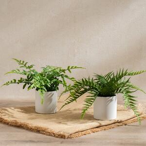 Set of 2 Artificial Ferns in Ceramic Pots