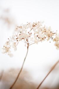 Art Photography Soft dried flower_brown, Studio Collection, (26.7 x 40 cm)