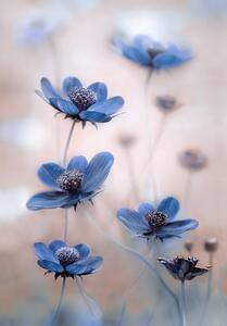 Art Photography Cosmos blue, Mandy Disher, (26.7 x 40 cm)
