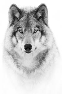 Art Photography Portrait of a Timber Wolf, Jim Cumming, (30 x 40 cm)