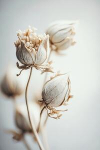 Photography Beige Felt Flowers, Treechild, (26.7 x 40 cm)