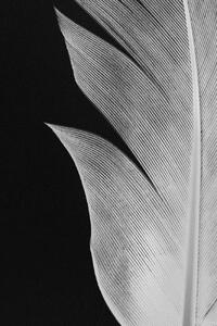 Photography Feather 005, Studio Collection, (26.7 x 40 cm)