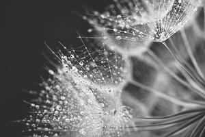 Art Photography Dandelion seed with water drops, Jasmina007, (40 x 26.7 cm)