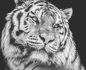 Photography Powerful high contrast black and white tiger face, Kagenmi