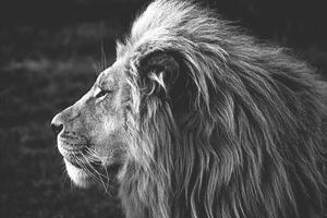 Art Photography Close-up of a Lion (B&W), azamkassim, (40 x 26.7 cm)
