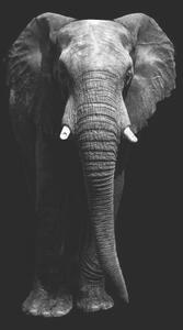 Art Photography Isolated elephant standing looking at camera, Aida Servi, (26.7 x 40 cm)