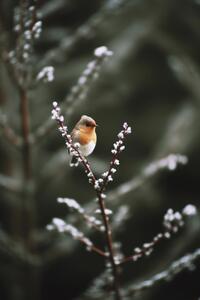 Art Photography Cute Robin, Treechild, (26.7 x 40 cm)