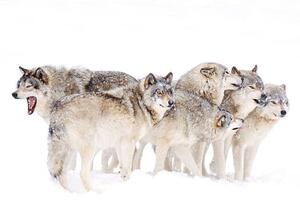 Art Photography Timber wolf family, Jim Cumming, (40 x 26.7 cm)