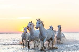 Photography Camargue white horses running in water at sunset, Peter Adams