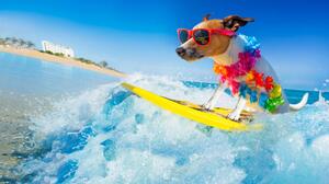 Art Photography dog surfing on a wave, damedeeso, (40 x 22.5 cm)