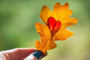 Art Photography Autumn yellow leaf with cut heart in a hand, polya_olya, (40 x 26.7 cm)