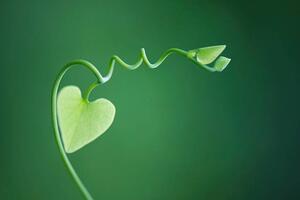 Art Photography Delicate vine with heart shaped leaves, ZenShui/Michele Constantini, (40 x 26.7 cm)