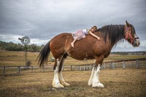 Art Photography Small girl lying on huge Clydesdale horse, David Trood, (40 x 26.7 cm)