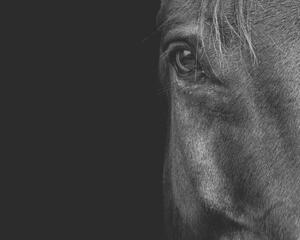Art Photography Horse, Horse & Hound Fine Art Photography, (40 x 30 cm)