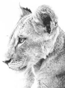 Art Photography Grayscale shot of a cute lion, Wirestock, (40 x 26.7 cm)
