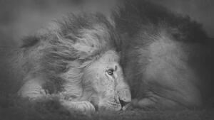 Art Photography Beautiful Portrait of Two Male Lions, Vicki Jauron, Babylon and Beyond Photography, (40 x 22.5 cm)