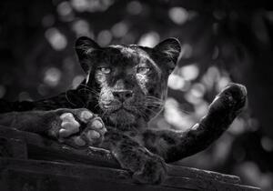 Art Photography Panther or leopard are relaxing, undefined undefined, (40 x 26.7 cm)