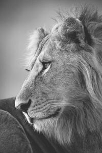 Art Photography Mono close-up of male lion looking left, nicholas_dale, (26.7 x 40 cm)