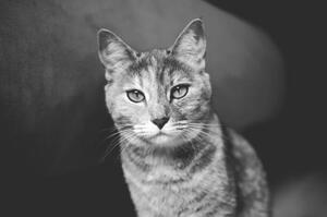 Art Photography Domestic cat looking at camera, Mario Gutiérrez, (40 x 26.7 cm)