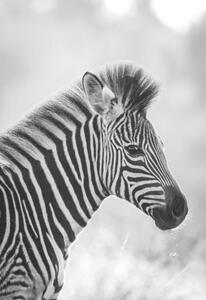 Art Photography Zebra, Zhanna Muzalevskaia, (26.7 x 40 cm)