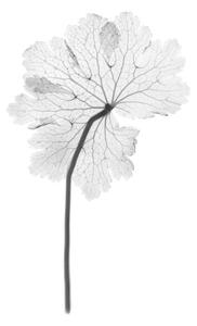 Art Photography Cranesbill leaf, (Geranium sp.), X-ray, NICK VEASEY/SCIENCE PHOTO LIBRARY, (26.7 x 40 cm)
