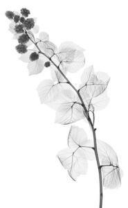 Art Photography Blackberry plant, X-ray, NICK VEASEY/SCIENCE PHOTO LIBRARY, (26.7 x 40 cm)