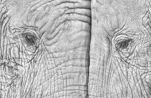 Art Photography Close-up of two elephants standing face to face, juanluis_duran, (40 x 26.7 cm)