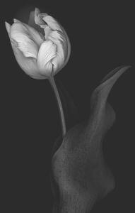 Art Photography Monochrome multi-shaded Parrot Tulip, OGphoto, (26.7 x 40 cm)
