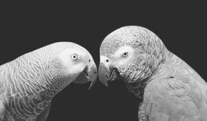 Art Photography Two Beautiful Big Grey Parrot Closeup, Amit Chauhan, (40 x 22.5 cm)