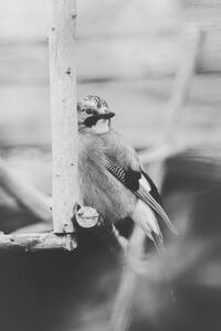 Art Photography Birdie Photo,Close-up of jay perching on feeder, Iolu Marian Beniamin / 500px, (26.7 x 40 cm)