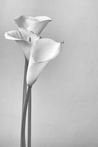 Art Photography Calla lilies, Svetl, (26.7 x 40 cm)