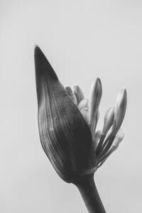 Art Photography close up of agapanthus bud in bloom isolated, LaperladiLabuan, (26.7 x 40 cm)