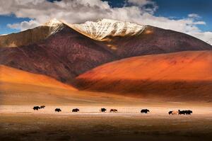 Art Photography Wild yaks in Ladakh, India., Nabarun Bhattacharya, (40 x 26.7 cm)